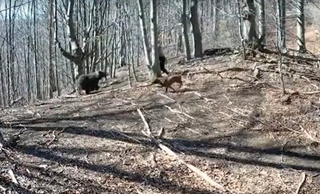 Разъярённая медведица напала на мужчину в Словакии – он спасся благодаря топору
