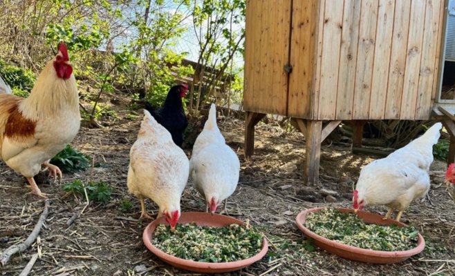 Ярко-оранжевый желток — не волшебство: чешские фермеры кормят кур травой, в отличие от птицефабрик