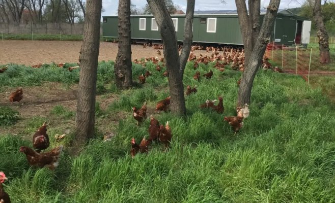 Ярко-оранжевый желток — не волшебство: чешские фермеры кормят кур травой, в отличие от птицефабрик