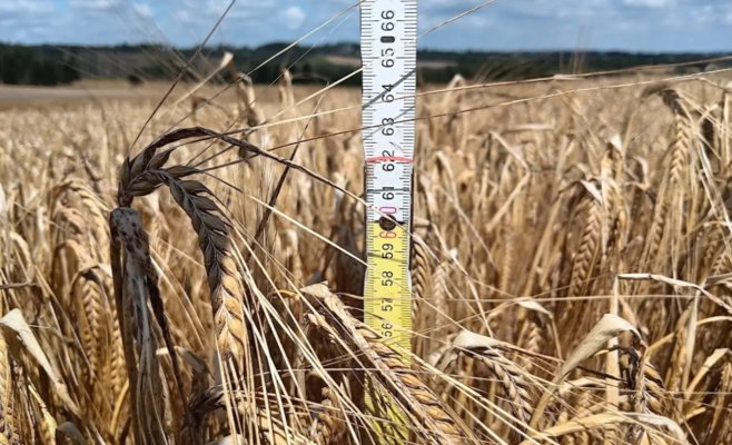 Пиво под угрозой. Учёные ищут способ спасти падающее качество солодового ячменя