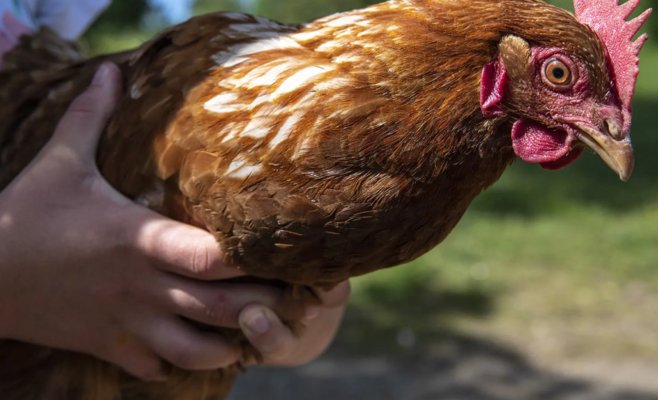 Фермерские продукты в Чехии нарасхват: яйца по 12 крон и премиальные стейки разбирают моментально