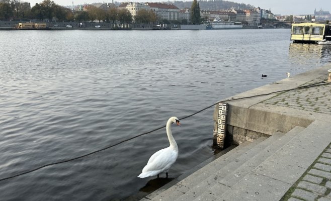 Таинственное исчезновение лебедей из центра Праги: съели ли их — или это миф?