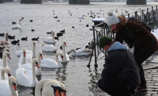 Таинственное исчезновение лебедей из центра Праги: съели ли их — или это миф?