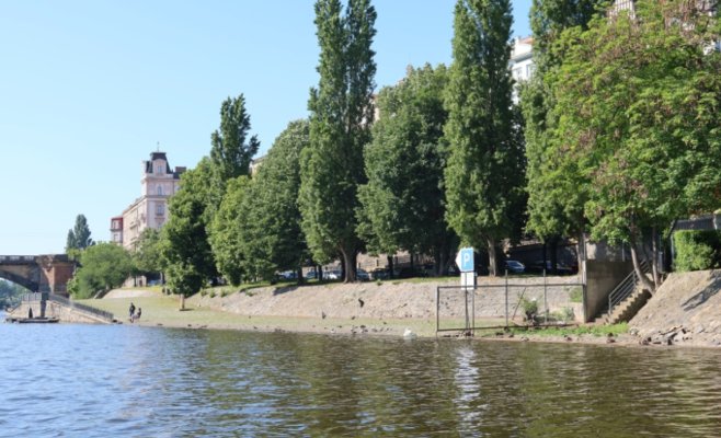 Таинственное исчезновение лебедей из центра Праги: съели ли их — или это миф?