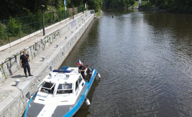 Таинственное исчезновение лебедей из центра Праги: съели ли их — или это миф?