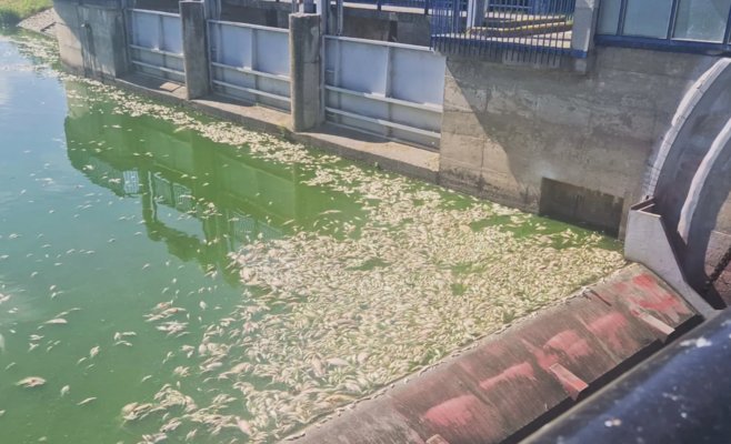 Мертвых рыб отнесло по Дие до Бржецлава. Убирать их помогают заключенные