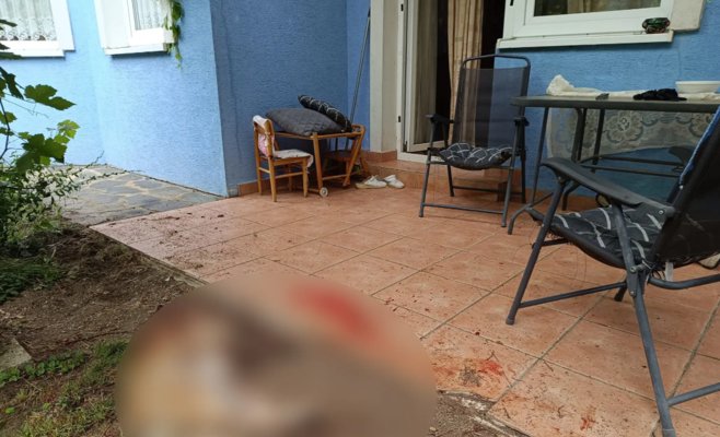 В Словакии медведь загрыз собаку прямо во дворе частного дома: хищника застрелили