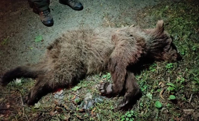 В Словакии медведь загрыз собаку прямо во дворе частного дома: хищника застрелили