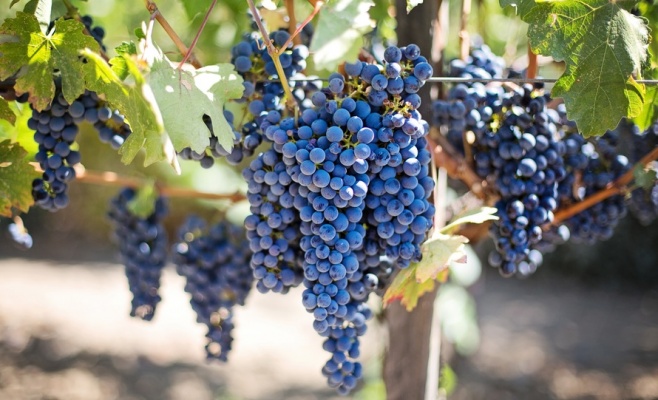 Сбор винограда в Тройском замке