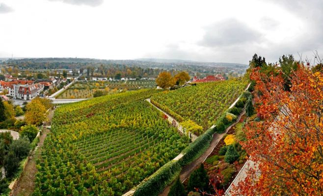 «Винобрани» в виноградниках Св. Клары