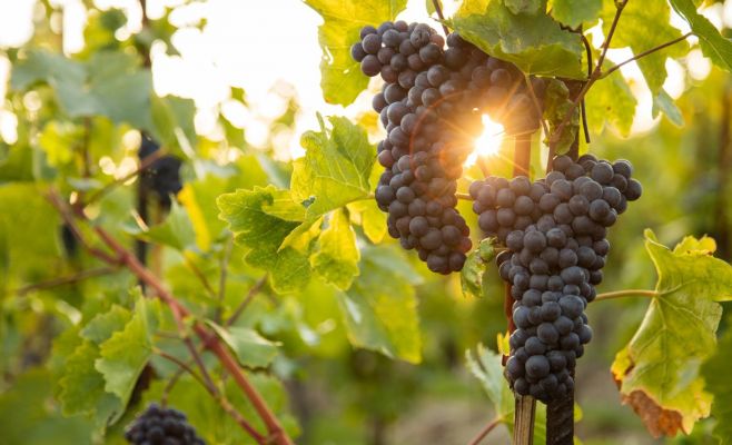 «Винобрани» в виноградниках Св. Клары