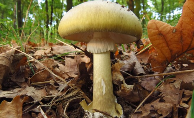 Погода благоволит грибникам. Но даже съедобные грибы могут привести в больницу