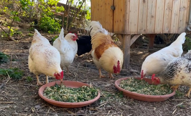 Конец клеточных яиц в Чехии: куры заживут лучше, а покупатели заплатят больше