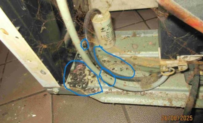 Инспекторы нашли мёртвых мышей: в Брно закрыли ресторан Don