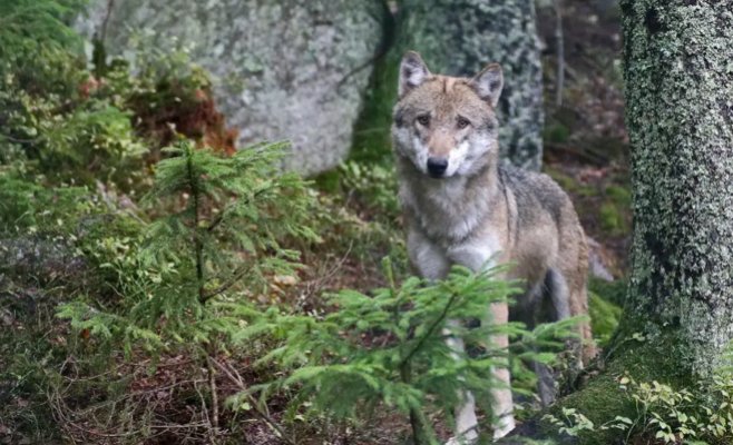 Шумавских волков, вероятно, выпустили из вольера. Один до сих пор на свободе