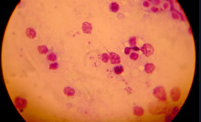 Опасная болезнь лошадей обнаружена в Чехии. Учёные подозревают слепней