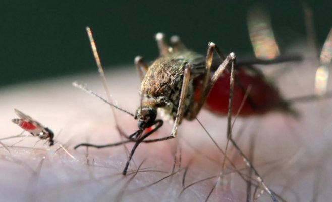 Опасная болезнь лошадей обнаружена в Чехии. Учёные подозревают слепней