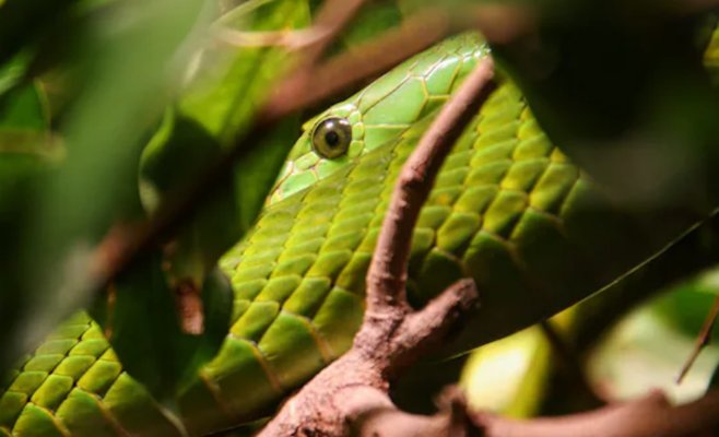 Квартира умершего пенсионера в Австрии шокировала полицию: внутри нашли змей и полчища тараканов