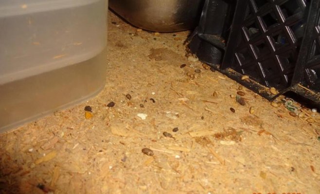 Мышиный ужас в пражском ресторане: инспекторы нашли помёт даже в панировке