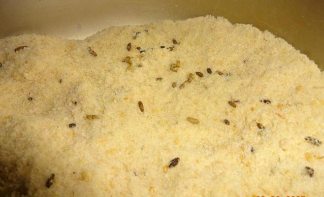 Мышиный ужас в пражском ресторане: инспекторы нашли помёт даже в панировке