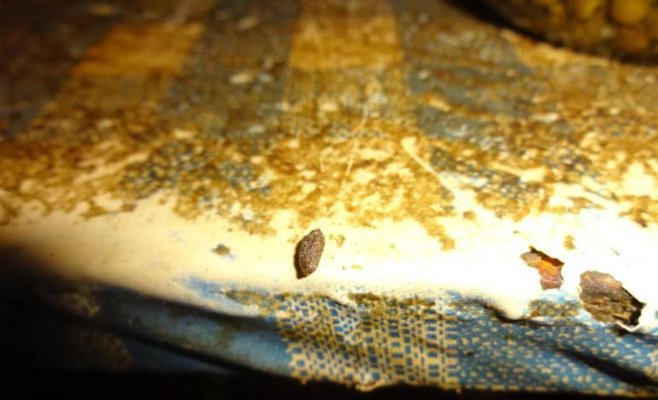 Мышиный ужас в пражском ресторане: инспекторы нашли помёт даже в панировке