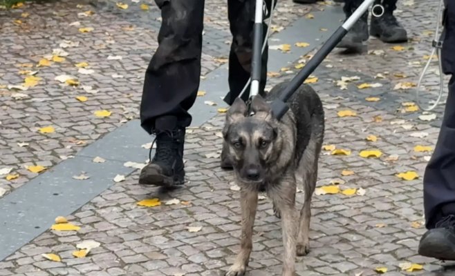 Собака, кошка, а однажды даже обезьяна и бетонный шар: что останавливало движение пражского метро