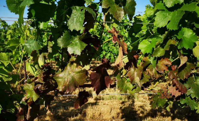 Рак виноградников уже в Словакии. Чехи бьют тревогу
