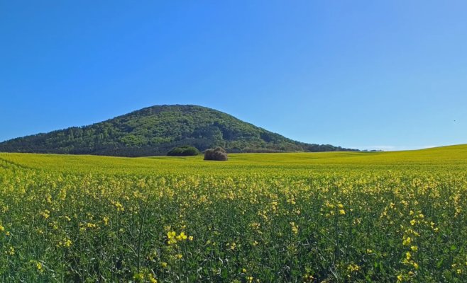 Больше рапса и картофеля, меньше сахарной свёклы. Урожай основных культур в Чехии превысил прошлогодний результат