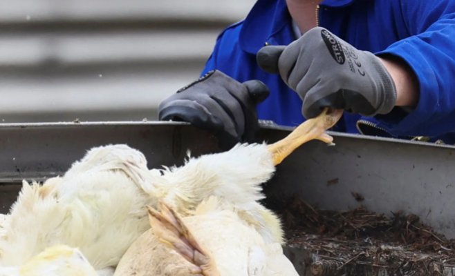 Яйца могут подорожать из-за птичьего гриппа в Германии