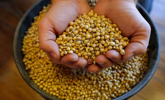 Китай удивил мир: купил американскую сою и взвинтил цены до рекордных за 15 лет