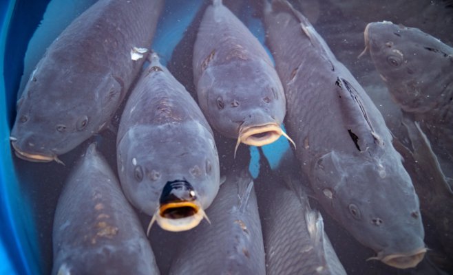 Рыбаки нашли на Хомутовско карпов в пластиковом ящике в машине. Литовцев подозревают в жестоком обращении с животными
