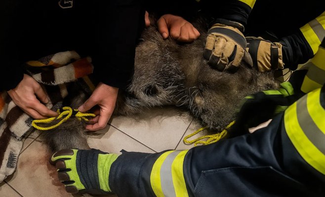 Дикий кабан ворвался в магазин: в чешской деревне покупатели пережили шок