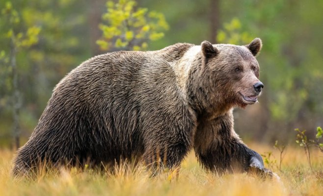 В Словакии в этом году застрелили 201 медведя: экологи бьют тревогу
