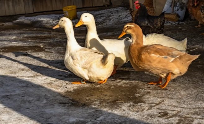 На птицеферме в Тржебичском районе обнаружен птичий грипп. Придётся уничтожить более 20 000 уток