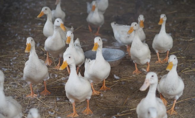 В Блатне из-за птичьего гриппа начали уничтожение 13 тысяч уток