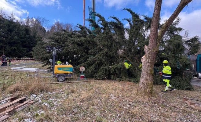 В Прагу отправляется главный символ Рождества: легендарная ель подготовлена к долгой дороге