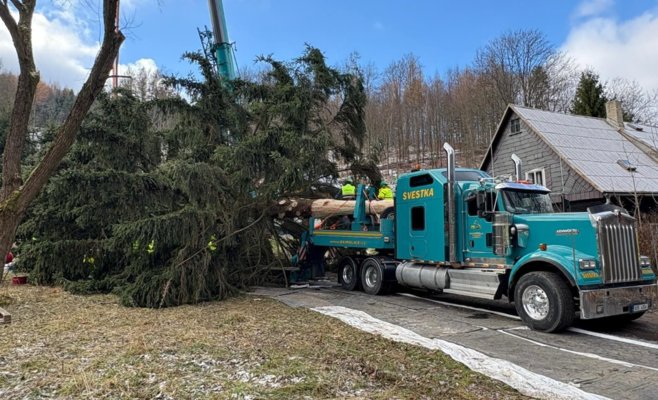 В Прагу отправляется главный символ Рождества: легендарная ель подготовлена к долгой дороге