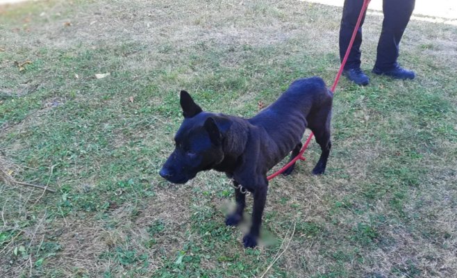 Пса нашли со связанными лапами и заклеенной пастью. За жестокое обращение уже предъявлено обвинение