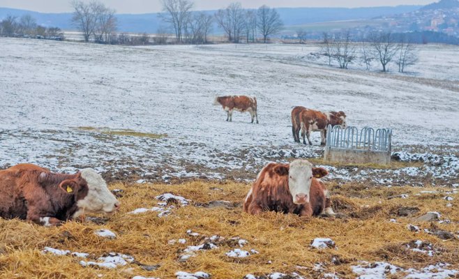 Во дворе среди коров найден мёртвым мужчина: полиция устанавливает причины трагедии