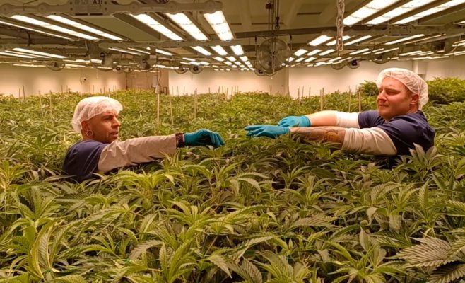 Медицинскую коноплю уже назначают сотни врачей. Интерес продолжает расти