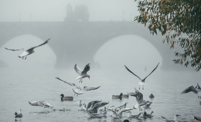 Туманы, облачность, осадки. Метеорологическая зима началась, но о снеге можете забыть