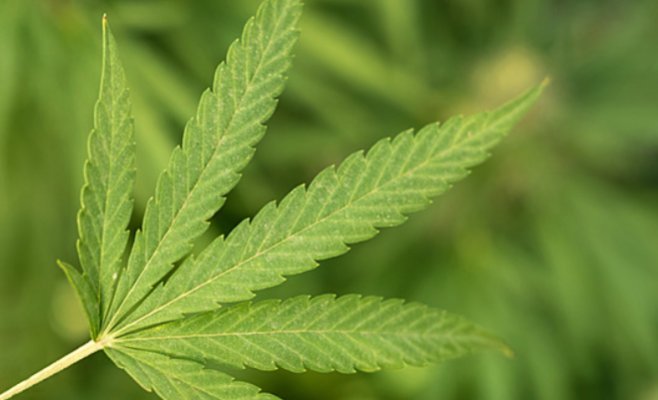 Условный срок за выращивание марихуаны. Инвалид получает коноплю для снятия боли