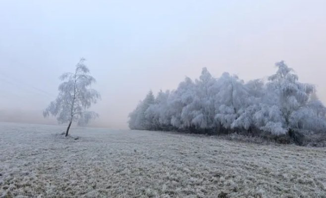 До Рождества — инверсия, потом зима вернётся