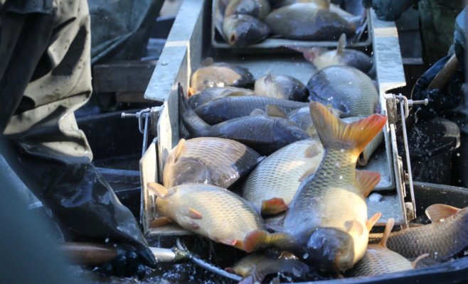 Ежегодный образ чешского Рождества: продажа карпов в кадках — тяжелое испытание для рыб