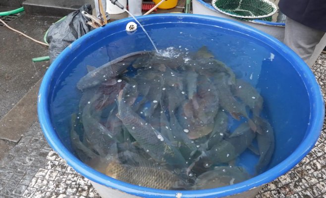 Ежегодный образ чешского Рождества: продажа карпов в кадках — тяжелое испытание для рыб