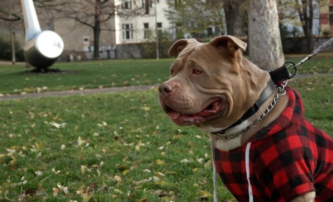 Собаки могут сдавать кровь так же, как люди. Брюс сделал это уже пять раз, а Хлоупеку она спасла жизнь