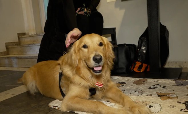 Собаки могут сдавать кровь так же, как люди. Брюс сделал это уже пять раз, а Хлоупеку она спасла жизнь