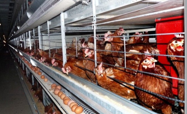 Запрет на клеточные фермы приближается. Птицеводы должны перестроить хозяйства к концу года