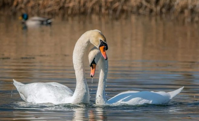 Лебеди в окрестностях Хеба снова гибнут. Власти предупреждают: даже единичные случаи — повод для тревоги