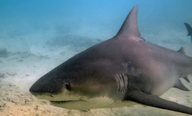 Акула убила бразильского мальчика. Она вырвала в его бедре рану диаметром 33 сантиметра